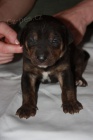 Louisianský Leopardí pes(Catahoula)-štěňata