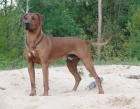 Rhodsk ridgeback