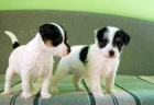 Jack a Parson Russell teriér