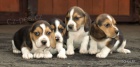 bgl,beagle