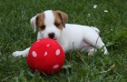 Parson russell terrier  kvalitn ttka s PP
