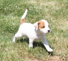 Parson russell terrier  kvalitn ttka s PP