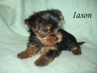 Yorkshire terrier s PP