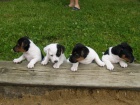 Prodm tata Jack Russell Terir