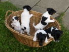 Prodm tata Jack Russell Terir