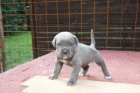 �t�na Cane Corso bez PP