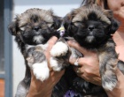 krásná štěňátka lhasa-apso