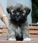 krásná štěňátka lhasa-apso