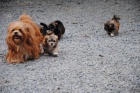 krásná štěňátka lhasa-apso
