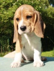 Beagle - tata s PP