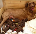 Chesapeake bay Retriever