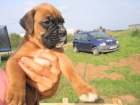 NMECK BOXER  -  tata  - ndhern fenky