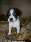 LUXUSN FENEKA JACK RUSSELL TERIER - PO RODICH S PP!