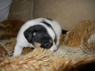 LUXUSN FENEKA JACK RUSSELL TERIER - PO RODICH S PP!