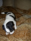 LUXUSN FENEKA JACK RUSSELL TERIER - PO RODICH S PP!