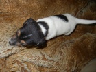 LUXUSN PEJSEK JACK RUSSELL TERIER - PO RODICH S PP!
