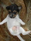 LUXUSN PEJSEK JACK RUSSELL TERIER - PO RODICH S PP!