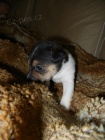 LUXUSN PEJSEK JACK RUSSELL TERIER - PO RODICH S PP!