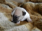LUXUSN FENEKA JACK RUSSELL TERIER - BICOLORN, HLADKOSRST, PO RODICH S PP