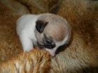 LUXUSN FENEKA JACK RUSSELL TERIER - BICOLORN, HLADKOSRST, PO RODICH S PP