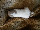 LUXUSN FENEKA JACK RUSSELL TERIER - BICOLORN, HLADKOSRST, PO RODICH S PP
