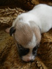 LUXUSN FENEKA JACK RUSSELL TERIER - BICOLORN, HLADKOSRST, PO RODICH S PP