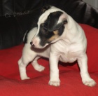 tntko jack russell terier