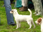 JACK RUSSELL TERIR tata s PP