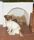 JACK RUSSELL TERIÉR štěňata s PP