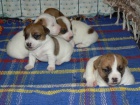 JACK RUSSELL TERIÉR štěňata s PP