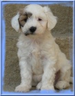 Tibetsky terrier -teniatka s PP