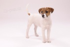 Jack a Parson Russell terir