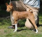 Basenji štěňata