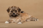 LHASA-APSO s PP Aktuální fotografie