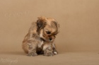 LHASA-APSO s PP Aktuální fotografie