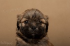 LHASA-APSO s PP Aktuální fotografie