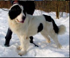 prodm tnata Landseer