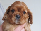 Kavalir King Charles Spanel - Zrzava (Ruby) stenatka
