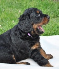 Gordon Setter - amazing puppies!