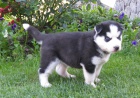 Sibisk husky-