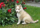 Sibisk husky-