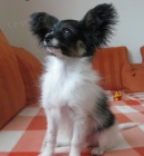 Papillon