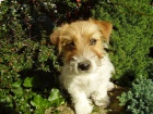 Jack Russell Terrier roztomil slena