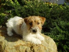 Jack Russell Terrier roztomil slena