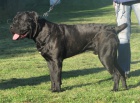 Cane corso - 10ti msn pes