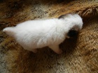 PRODM T PO RODICH S PP JACK RUSSELL TERIER