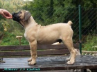 boerboel ttka