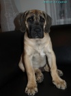 boerboel ttka