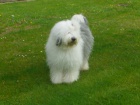 Bobtail-Old English Sheepdog