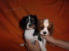 Kavalr King Charles panl